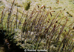 Frog larvae by Roman Vyroubal 